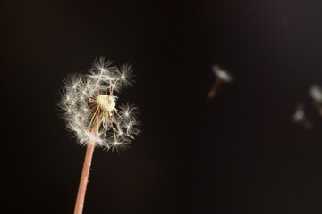 Dandelion on Black with Wind Blowing One Seed Away