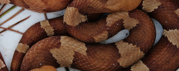 Pattern and texture of Copperhead snake scales close up.