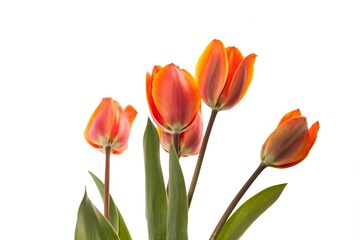 beautiful natural bunch of flower tulips