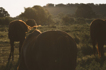 Horses in Texas ranch pasture during summer sunrise.