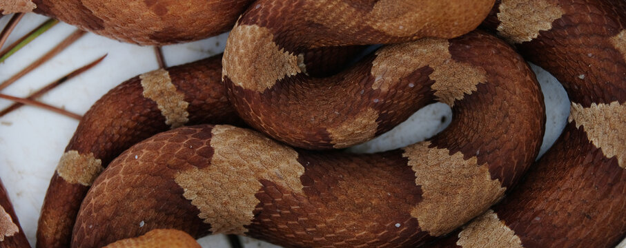 Pattern and texture of Copperhead snake scales close up.