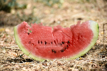 Ripe slice of watermelon,summer berry closeup