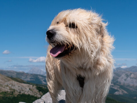 Basque shepherd dog on top of a rocky hill