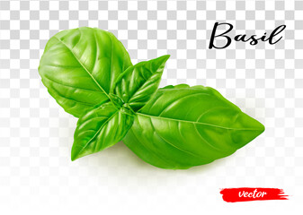 Fresh basil leaves isolated on transparent background. 3d realistic vector illustration of basil leaf. - obrazy, fototapety, plakaty