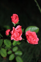 Small Rose
