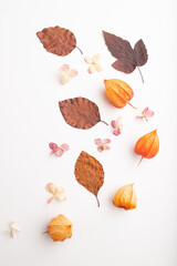 Composition with yellow and brown beech autumn leaves, physalis and hydrangea flowers. mockup on white background. top view, close up.