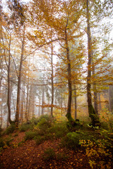 The big old oak tree in the autumn forest