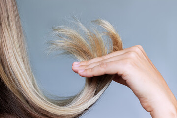 Close-up of the dry split ends in the hand of woman with blonde hair isolated on gray background. Hair care