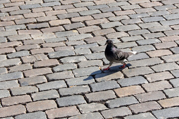 pigeon on the street