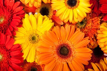 Closeup of Gerbera Daisies