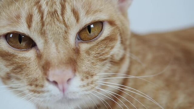 Closeup cat face big eyes yellow with anture light and shadow,Closeup eyes of cat look at window