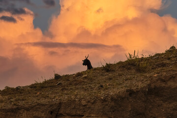Naklejka na ściany i meble Black mountain goat in the Altai mountains with the stunning red stormy sky