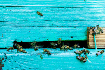 The bees near the green hive. Selective focus