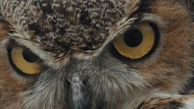 Great horned owl eyeballs close up macro