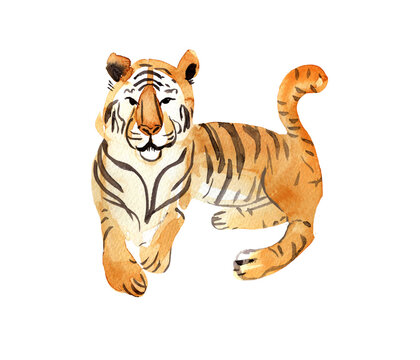 Watercolor illustration, orange tiger, animal art, isolated illustration on a white background, ideal for postcards,clipart, Christmas design, a symbol of the new year