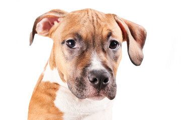 American Staffordshire Terrier puppy portrait isolated on white background. Dog muzzle close-up in studio
