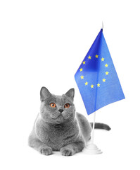 Cat and EU flag on isolation