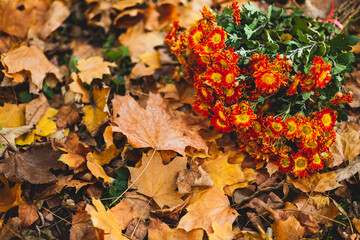 Orange chrysanthemum flowers on the background of fallen leaves with copy space and selective focus