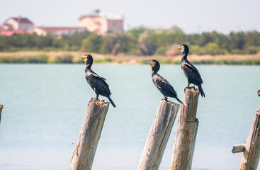 A flock of cormorants sits on a old sea pier