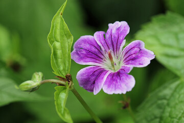 Purple knotted cranesbill flower close up