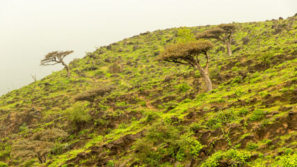 Green Landscape in salalah, oman