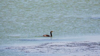 A black cormorant swimming in the sea. The great cormorant, Phalacrocorax carbo