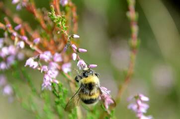 Bumble bee sits in blooming violet heather.