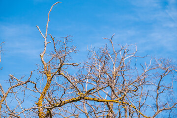 Autumn or winter tree branches without leaves against a clear blue sky.