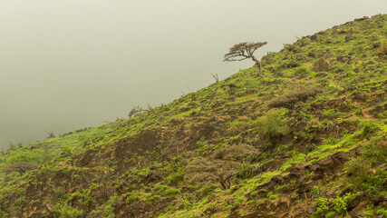 Green Landscape in salalah, oman