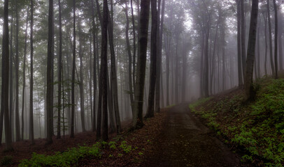 forest road in the morning mist mystical landscape