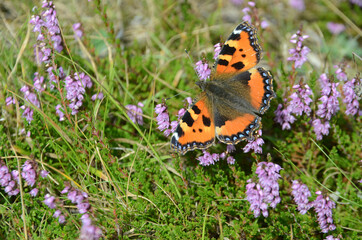 Small tortoiseshell butterfly sits in blooming heather.
