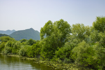 Summer view on the picturesque river. Beautiful, green and lush shore. Trees and plants near the water. Landscape on the natural park. Mountains and blue sky on the background.