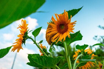 Yellow blooming sunflowers in the garden at sunset