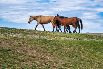 horse and foal