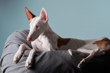 The dog resting . Spanish greyhound lies. Podenko ibitsenko