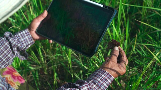 Footage B roll of Asian Farmer are holding tablet pc to check for weeds in their paddy fields and conduct research to optimize agricultural yields using record-keeping technology.
