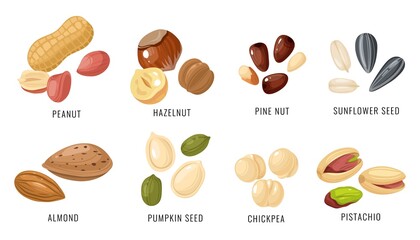 Fototapeta na wymiar Nuts and seeds. Various nut, bean and seed in shell and peeled, peanut and hazelnut, almond and chickpea, pistachio and sunflower seed. Autumn harvest collection. Cartoon style vector isolated set