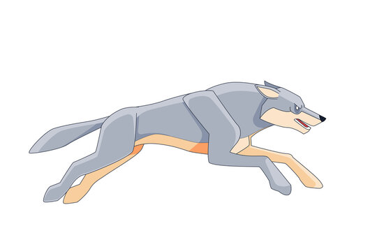 Gray Wolf runs after its prey. Cartoon character of a dangerous mammal animal. A wild forest creature with white fur. Side view. Vector flat illustration isolated on a white background