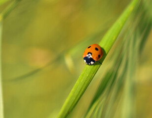 ladybug on green leaf