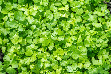 Obraz premium Top view of leafy Coriander vegetable in garden