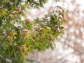 Snow on green thuja branches in the sunlight.