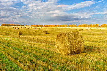 Fototapeta premium Picturesque autumn landscape with beveled field and straw bales. Beautiful agriculture background