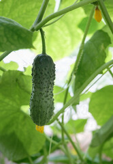 Cucumbers in the greenhouse. The harvest is ready for harvest. selective focus, vertical orientation