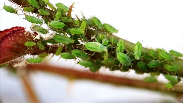 green aphids on rose leaf, macro
