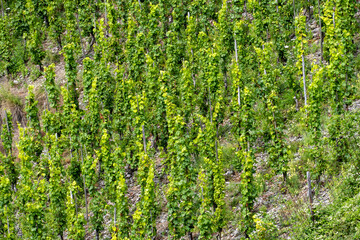 Weinreben in Beilstein an der Mosel