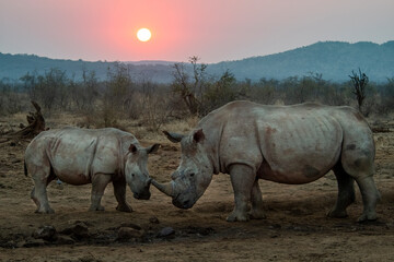 Fototapeta premium White rhino sunset