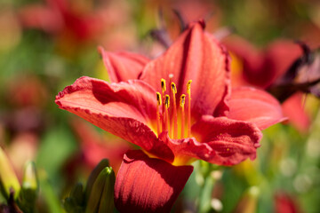 Close-up of a red lily captured in a praire