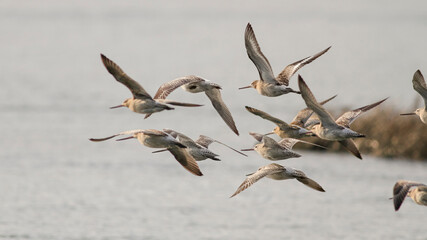 Sandpipers in flight