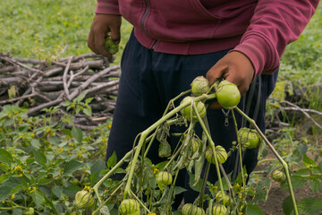 hand holding a green organic tomatillos plant in the field