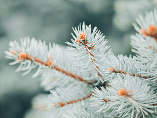 Naklejka na ściany i meble snow covered pine needles